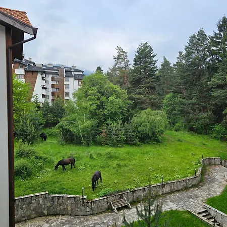 In Out Kosara بانسكو